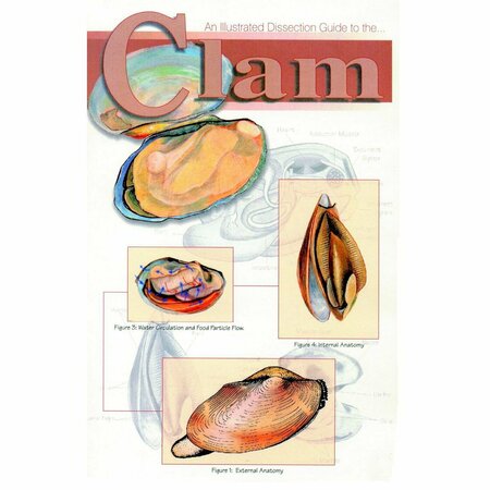 FREY SCIENTIFIC Mini-Guide to Clam Dissection 420.4024.1